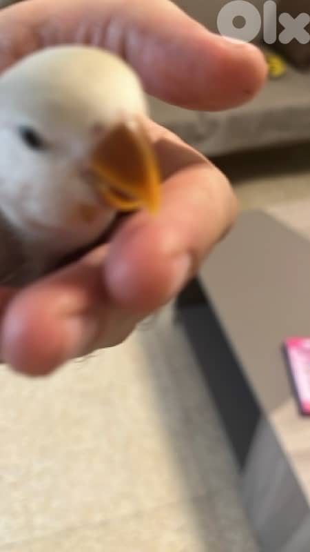 روز لون مميز اول فطامو 1