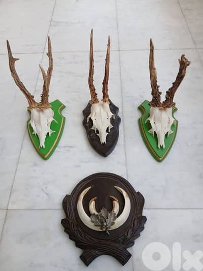 قرون غزال وناب خنزير