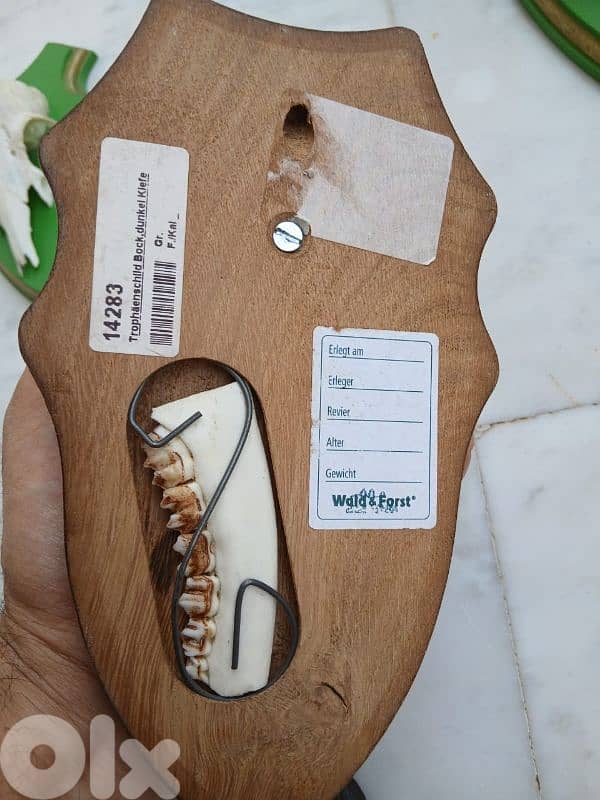 قرون غزال وناب خنزير 1