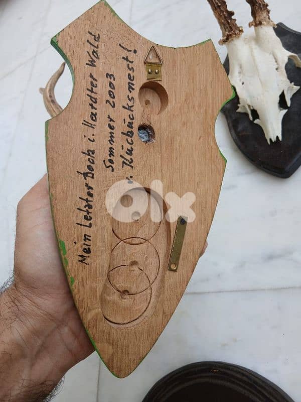 قرون غزال وناب خنزير 2