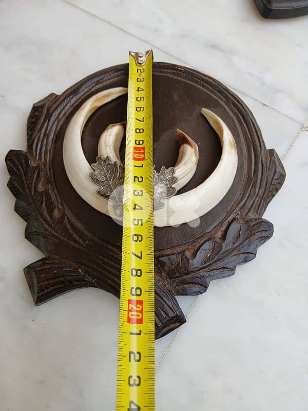 قرون غزال وناب خنزير 4