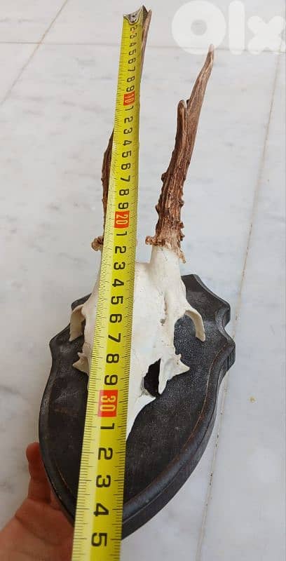 قرون غزال وناب خنزير 5