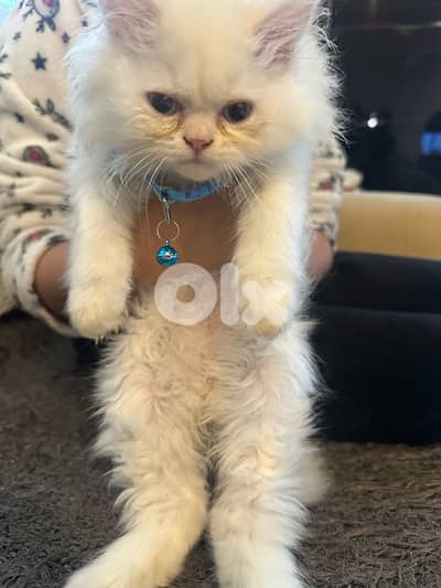 white with blue eyes kitten mafy ahdam