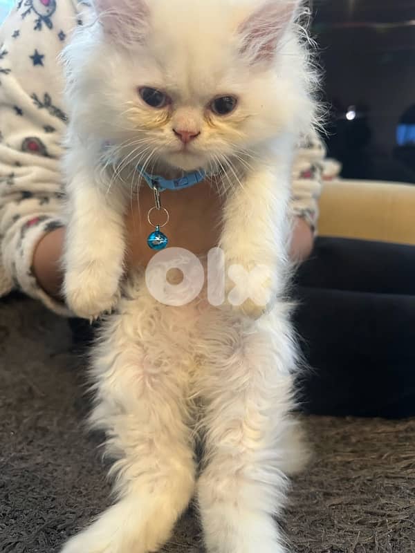 white with blue eyes kitten mafy ahdam 0