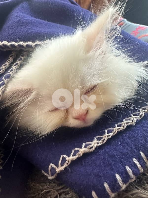 white with blue eyes kitten mafy ahdam 1
