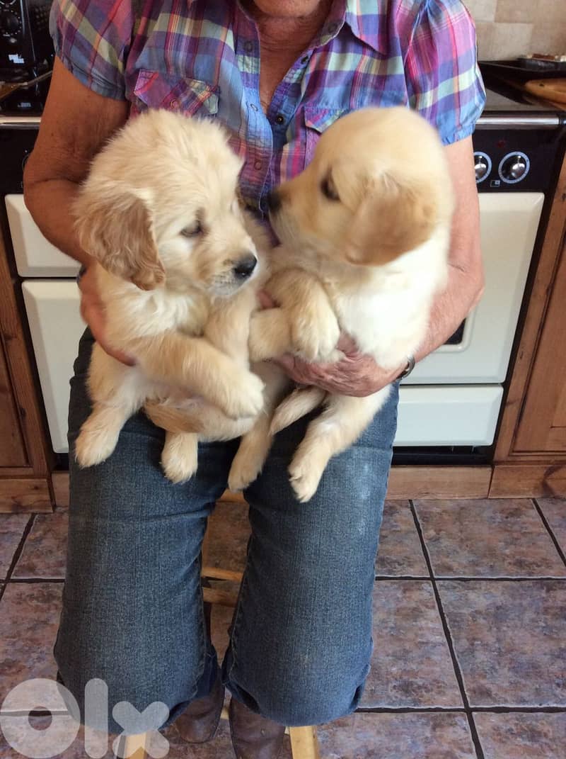 LOVELY GOLDEN RETRIEVER PUPPIES FOR ADOPTION 0