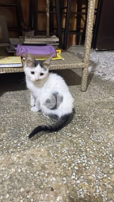 DHC cats for adoption