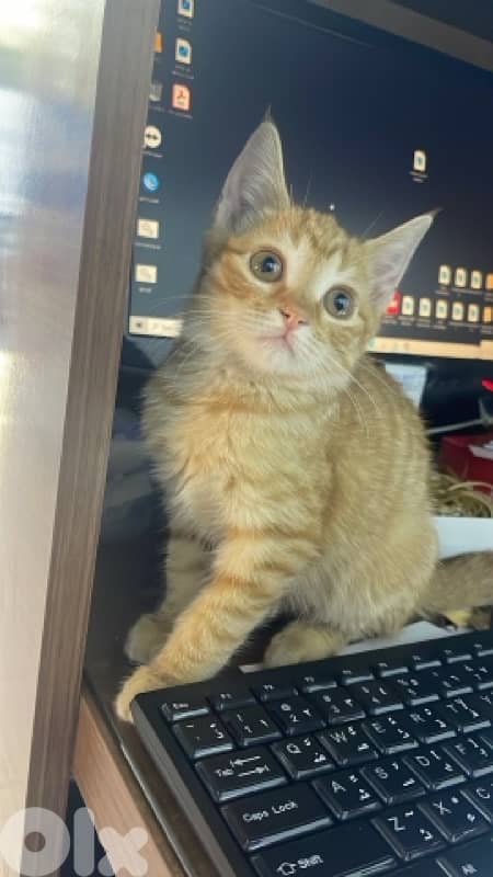 DHC cats for adoption 1