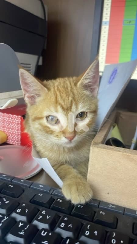 DHC cats for adoption 2