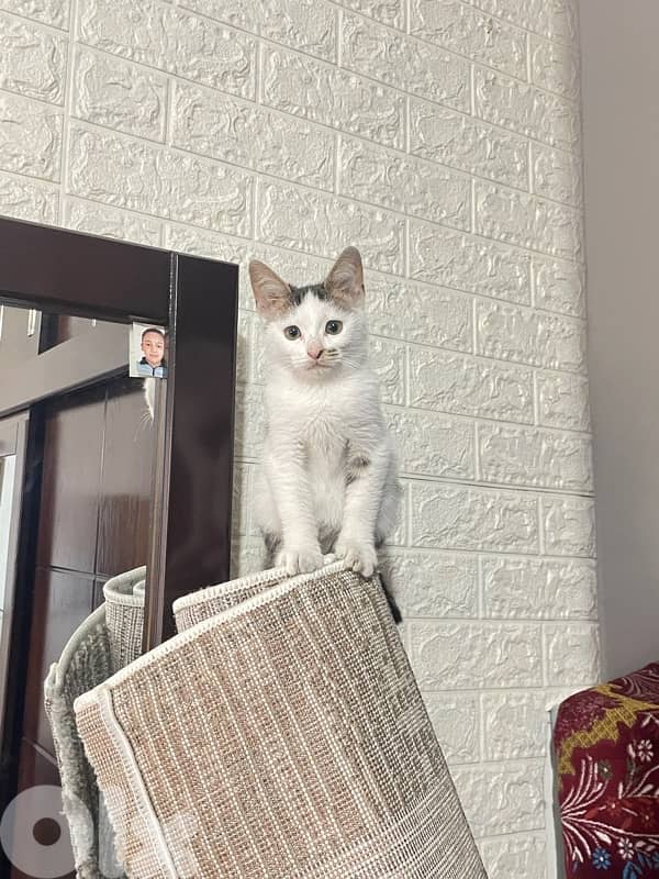 DHC cats for adoption 3