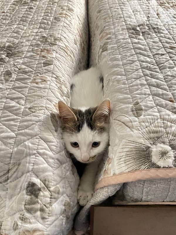 DHC cats for adoption 4