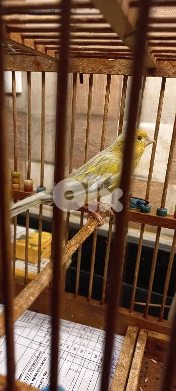 اغات كنار دكر طالع لابس رينغ ٢٠٢٤ بيع او بدل فيديو عل واتس اب 03681384