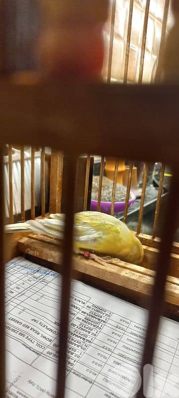 اغات كنار دكر طالع لابس رينغ ٢٠٢٤ بيع او بدل فيديو عل واتس اب 03681384 1