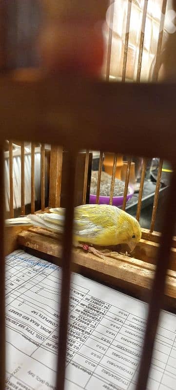 اغات كنار دكر طالع لابس رينغ ٢٠٢٤ بيع او بدل فيديو عل واتس اب 03681384 2