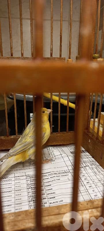 اغات كنار دكر طالع لابس رينغ ٢٠٢٤ بيع او بدل فيديو عل واتس اب 03681384 4