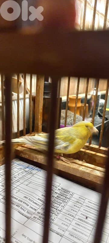 اغات كنار دكر طالع لابس رينغ ٢٠٢٤ بيع او بدل فيديو عل واتس اب 03681384 5