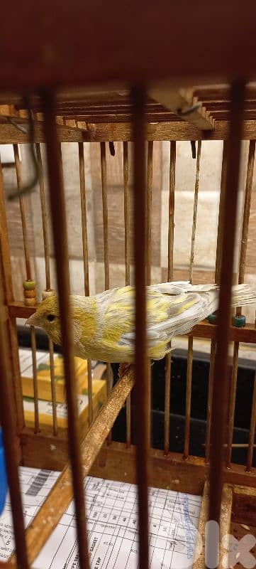 اغات كنار دكر طالع لابس رينغ ٢٠٢٤ بيع او بدل فيديو عل واتس اب 03681384 7