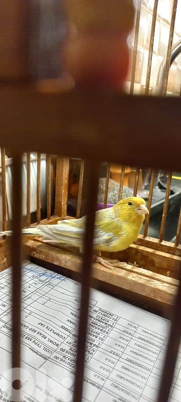 اغات كنار دكر طالع لابس رينغ ٢٠٢٤ بيع او بدل فيديو عل واتس اب 03681384 8