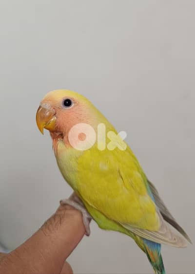 افراخ روز مروضين