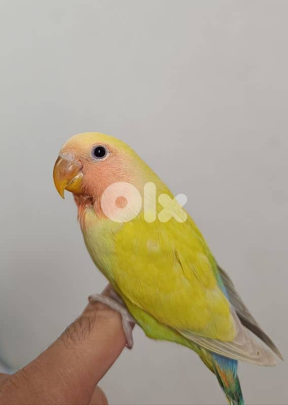 افراخ روز مروضين 0