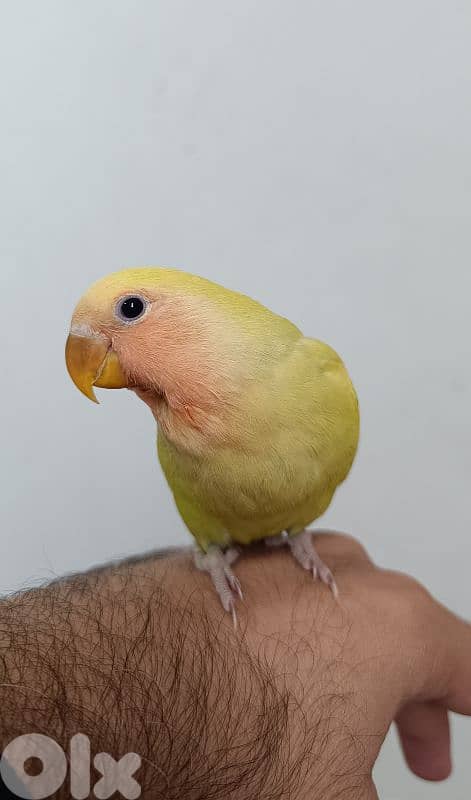 افراخ روز مروضين 1