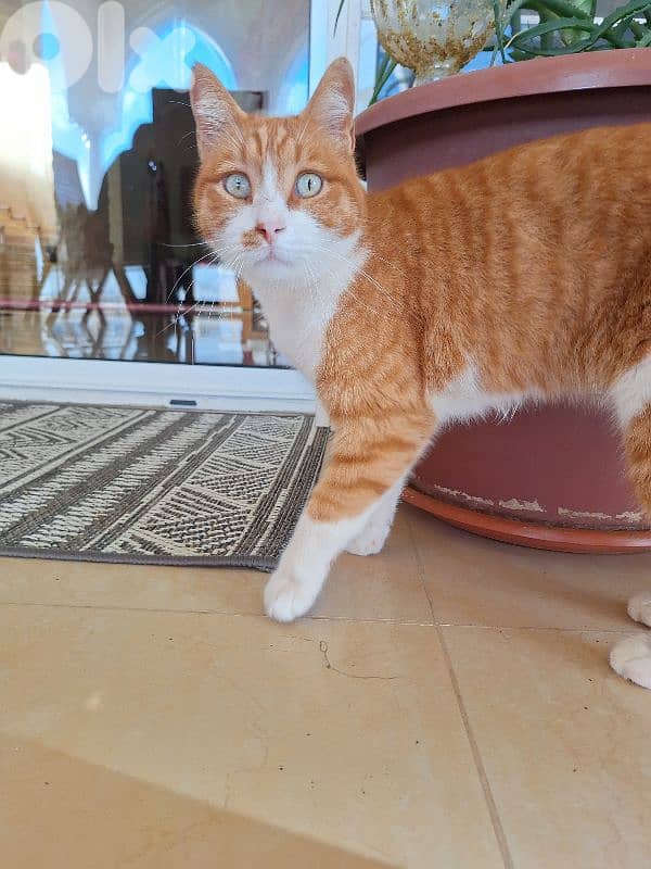 Loui - Friendly Cat 1