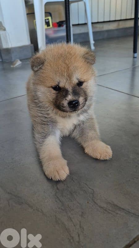Akita Inu puppies 0