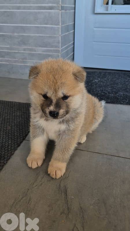 Akita Inu puppies 1