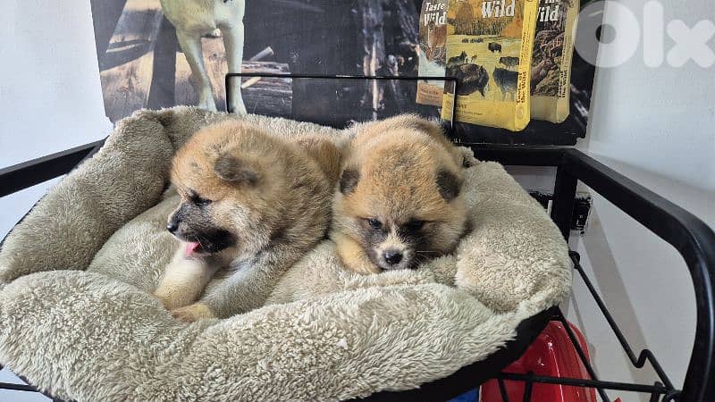 Akita Inu puppies 2