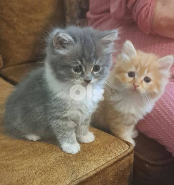 persian & himalayen kittens 0