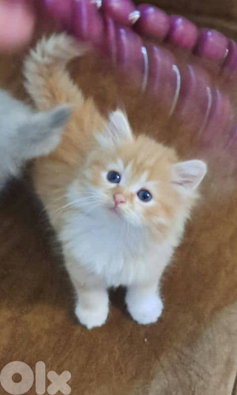 persian & himalayen kittens 1