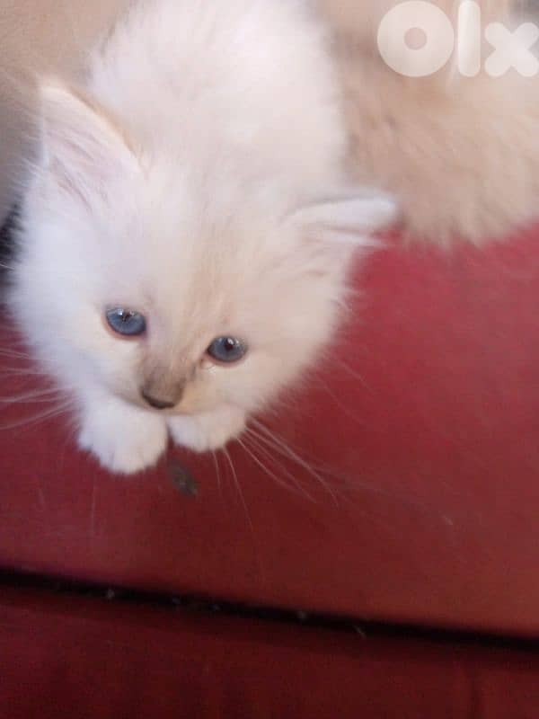 persian & himalayen kittens 2