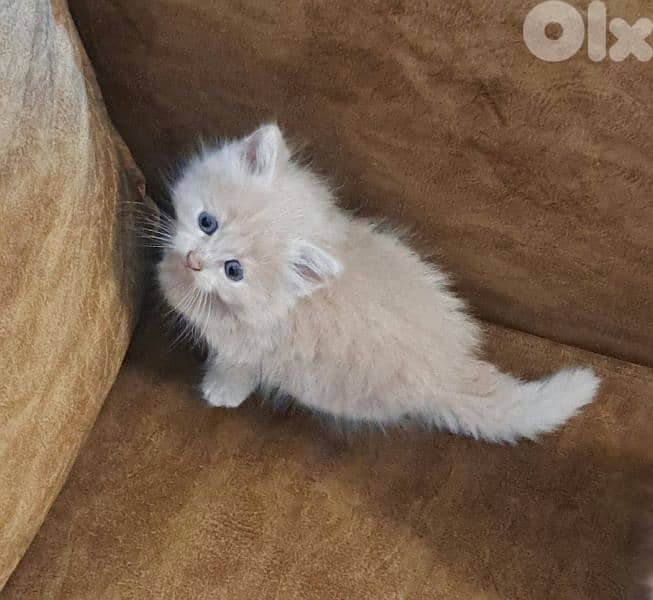 persian & himalayen kittens 3