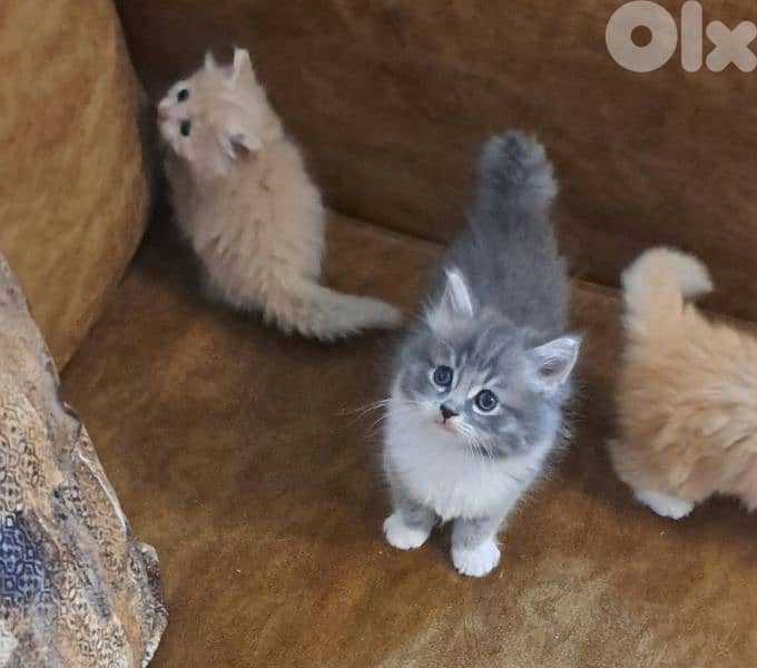 persian & himalayen kittens 4