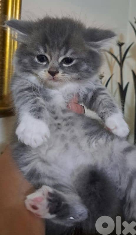 persian & himalayen kittens 5