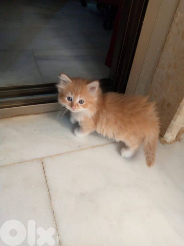 persian & himalayen kittens 6