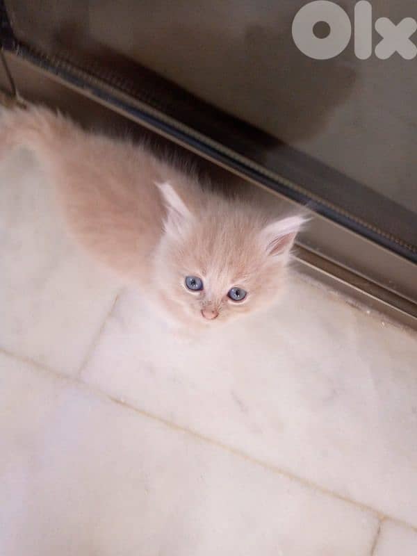persian & himalayen kittens 7