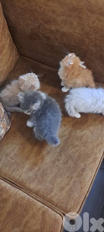 persian & himalayen kittens 9