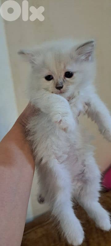 persian & himalayen kittens 10
