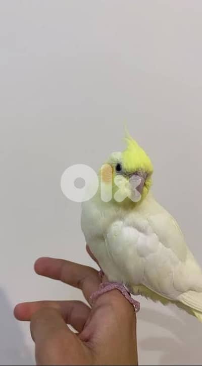 كروان أليف عمرو 4 تشهر