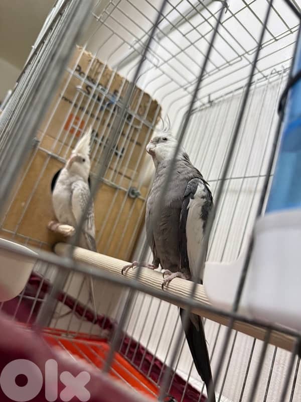 جوز كروانات وايت فيس مروضين مع القفص 0