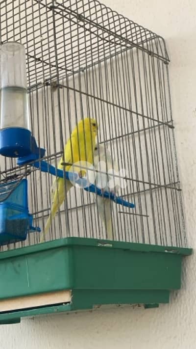 طرابلس،العيرونية