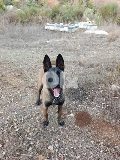 k9 for sale 6 months 200$ 76657715