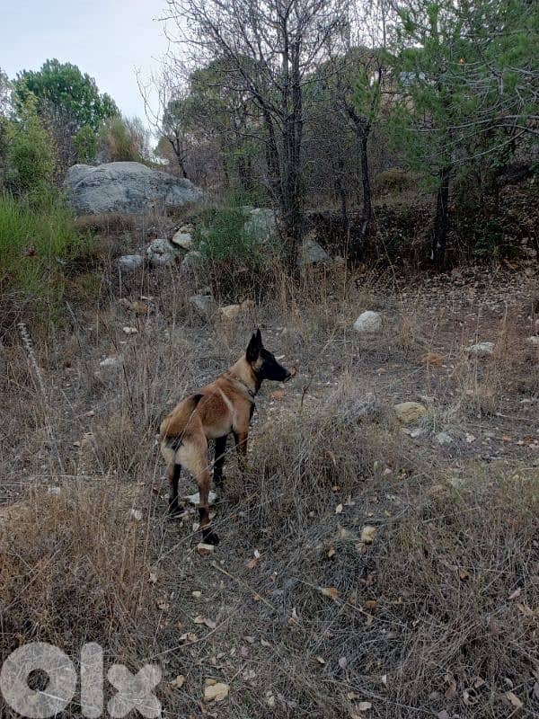 k9 for sale 6 months 200$ 76657715 1