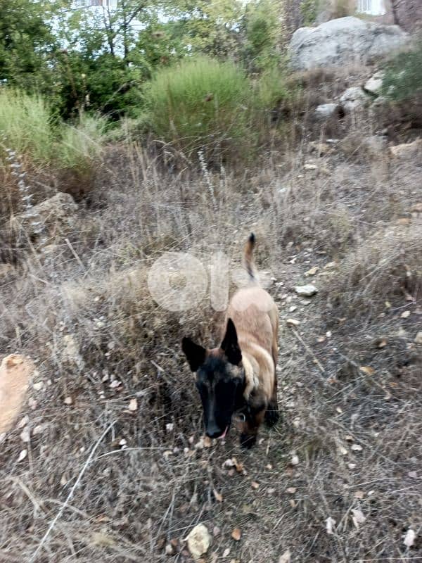 k9 for sale 6 months 200$ 76657715 2