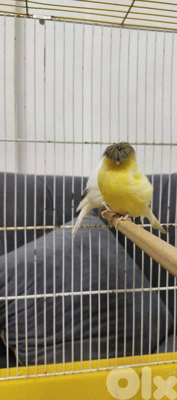 طيور كنار و ببغاء