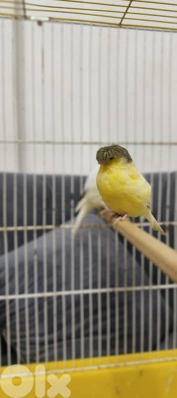 طيور كنار و ببغاء 1