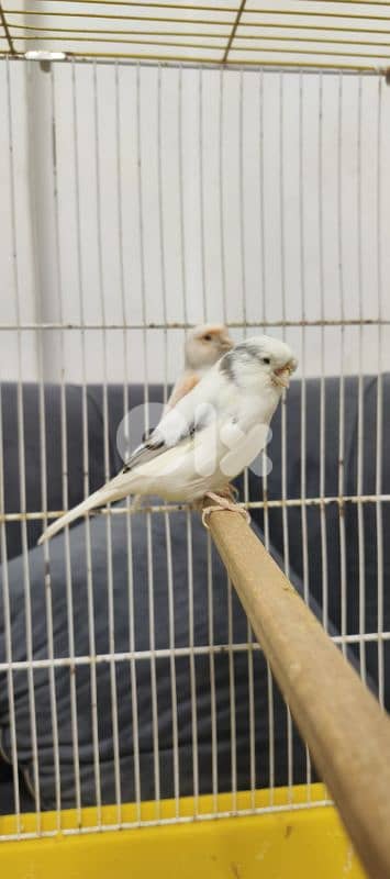 طيور كنار و ببغاء 2