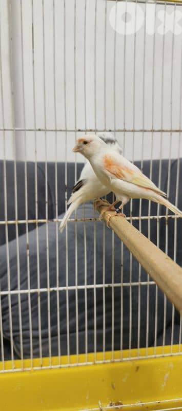 طيور كنار و ببغاء 3