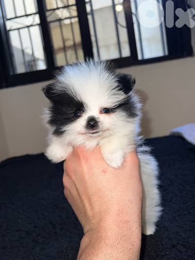 pomeranian teacup female 300g